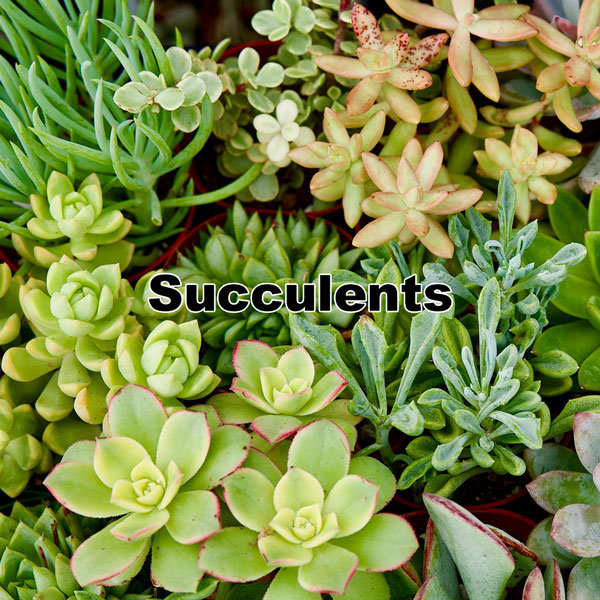 Succulents