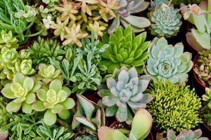 Succulent Workshop Succulent Workshop