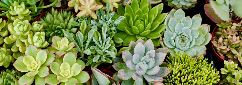 Succulent Workshop